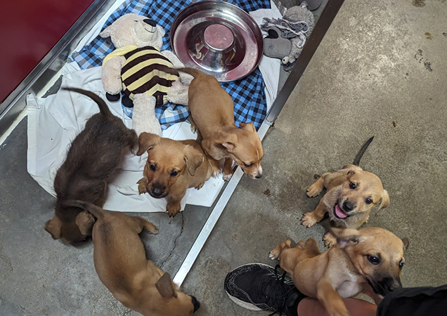 Barney was in a very painful condition